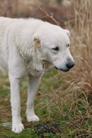 Dog, white, outdoor, grass, field, canine, with calm expression and soft fur, standing in tall grass...