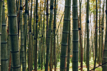 Bamboo forest grove with tall bamboo stalks and vertical trunks amid lush greenery, dense woodland...