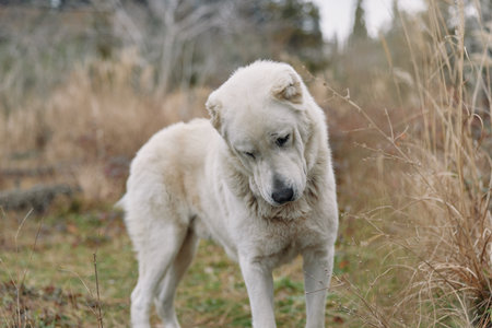White dog standing in a grassy field, calm and curious, surrounded by tall grasses in a natural outdoor setting, illustrating peaceful countryside.の写真素材