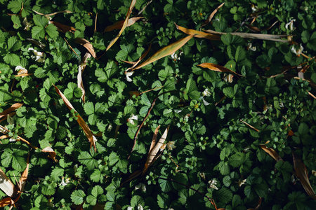 Ground leaves green foliage plants nature with dense small round leaves and scattered dry brown leaves, sunlight and shadow creating textured natural forest floor background.の写真素材