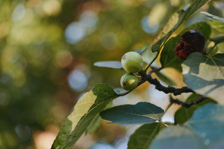 Fig tree unripe figs on branch with leaves and sunlight, closeup nature shot with warm bokeh background, young green fruit growing in cottage garden for botany study.の写真素材