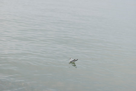 Seagull floating on calm water surface with soft ripples. Peaceful scene captures nature and bird in quiet aquatic environment under natural light.の写真素材