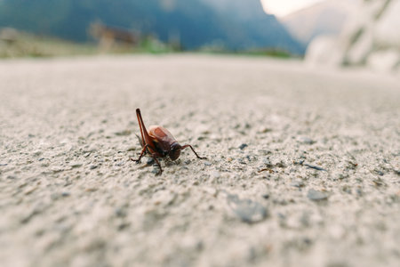 Insect bug beetle closeup ground outdoor nature macro photo of a small brown beetle on rough...