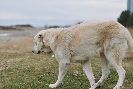 Dog, large dog, white dog, field, outdoor canine in open landscape exploring grassy terrain under...