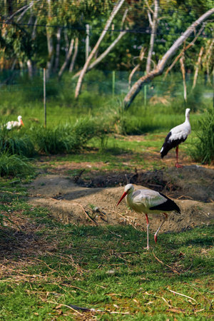 Stork bird wetland grass beak legs nature marsh scene with white storks foraging in a tranquil green habitat, standing and feeding among reeds on a soft forest bank.の写真素材