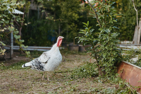 White turkey adult tom standing alert in rural backyard garden, free range poultry foraging on grass near raised beds and fence, natural farm lifestyle scene in morning light.の写真素材