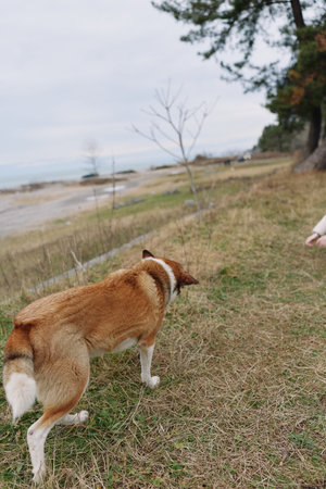 Dog and canine explore a grassy shoreline beside calm water, with a distant tree and open sky,...