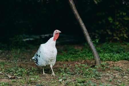 White turkey, farm turkey, walking in nature, poultry on grass outdoor: adult domestic turkey...