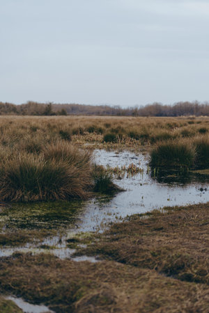 Marsh landscape with tall grass and water puddles under cloudy sky. Natural wetland scene with dry...