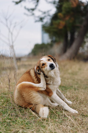 Dog sitting on a grassy field with a curious expression, outdoors in a park setting, trees in the...