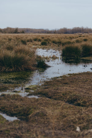 Wetland landscape with water pools and tall grass under cloudy sky. Natural habitat for wildlife and...