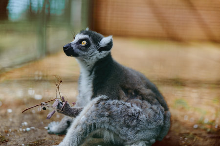 Lemur primate animal sitting portrait in an enclosure, close-up of a ringtailed mammal with...