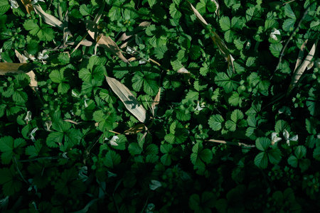 Clover leaves groundcover foliage green nature plants shadow, dappled sunlight on small plants...