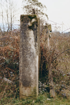 Old weathered concrete posts stand in a row surrounded by dry grass and leafless branches in a rural outdoor setting. Concept for nature, decay, and rustic lifestyle.の写真素材