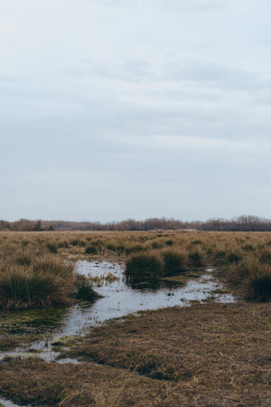 Wetland landscape with marshy grass and shallow water pools under cloudy sky. Natural ecosystem with...