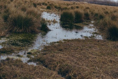 Wetland landscape with marsh grass and shallow water pools, showcasing natural habitat and...
