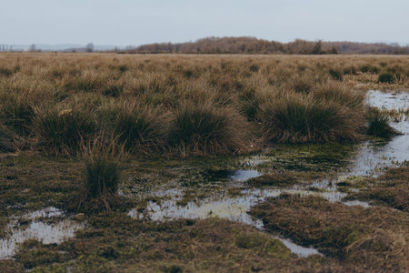 Wetland landscape with marsh grass and shallow water under cloudy sky. Natural habitat for wildlife,...