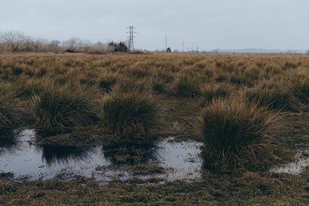 Wetland landscape with dense grass and water puddles under cloudy sky. Power lines are visible in...