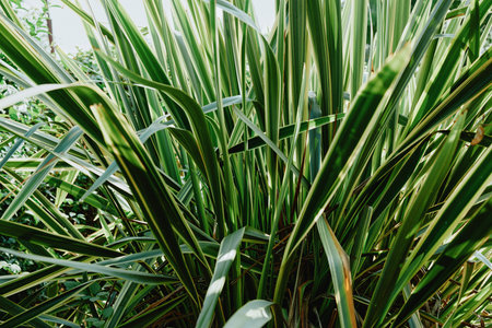 Close up of dense green leaves and blades, lush foliage filling frame, natural plant life with...