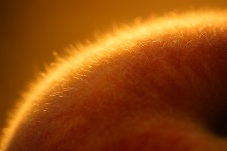Macro photography of peach fuzz glowing in golden light. Soft texture, warm natural background, fresh ripe fruit close-up.の素材