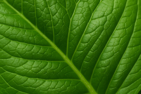 green leaf texture macro close up abstract background high quality big size printの素材