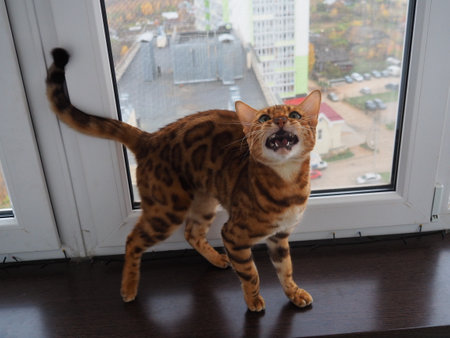 Bengali pussy greets the ownerの写真素材