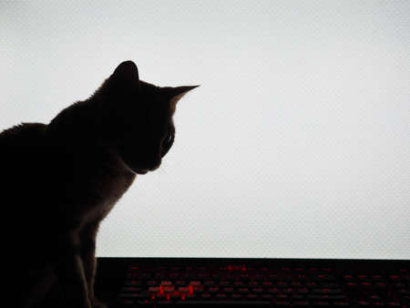 Silhouette of a cat on the background of a computer monitorの写真素材