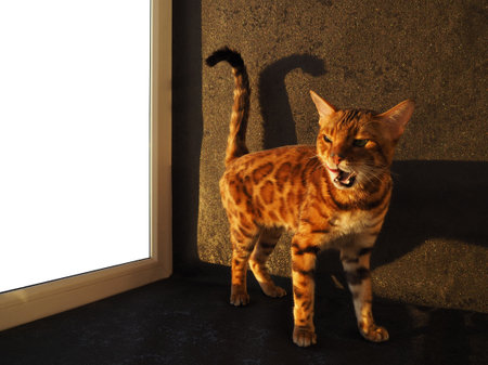 The Bengal cat shows its tongue, licks, and displays feline emotions. Advertising with animals, empty space for insertion.の写真素材