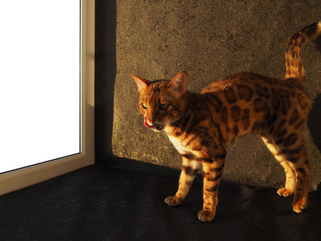 The Bengal cat shows its tongue, licks, and displays feline emotions. Advertising with animals, empty space for insertion.の写真素材