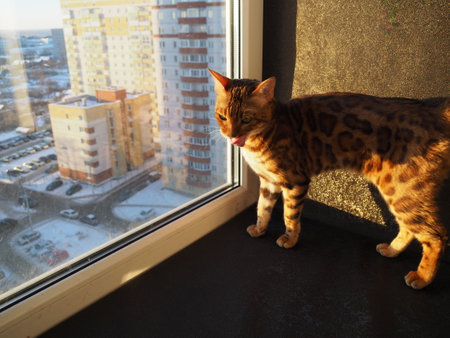 A young Bengal domestic cat on a windowsillの写真素材