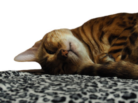 Domestic Bengal cat sleeping due to sterilizationの写真素材