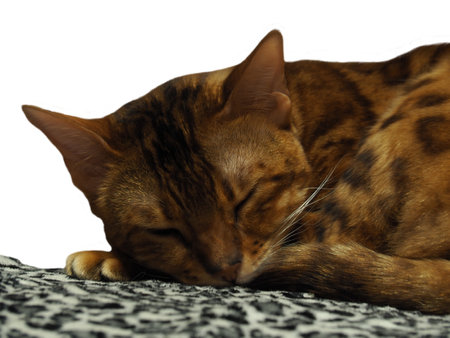 Domestic Bengal cat sleeping due to sterilizationの写真素材