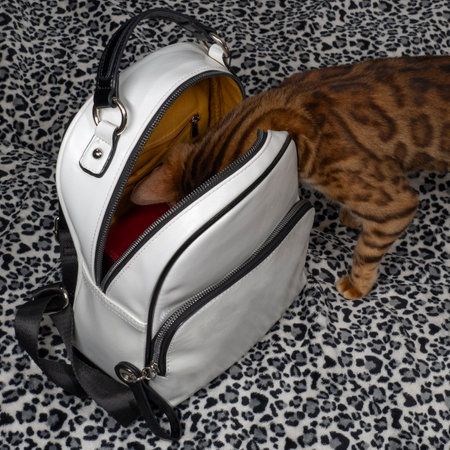 Bengal cat color rosette on gold steals from a woman's bag. A thoroughbred cat will climb into a backpack. The concept of traveling with active animals.の写真素材