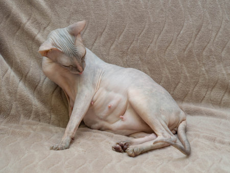 Bald, naked, thoroughbred Donskoy Sphinx of gray color. A pregnant Canadian sphinx. The concept of veterinary care for cat, reception and preparation for childbirth.の写真素材