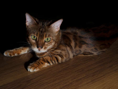 A Bengal purebred cat poses for the camera in a photo studio. The kitten shows emotions. The concept...