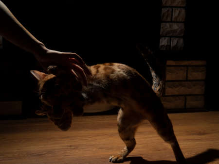 A girl in the semi-darkness is playing with a graceful Bengal purebred cat. The concept of an elite expensive breed, a playful and active pet with wild blood. Studio photography, animal exhibition.の写真素材