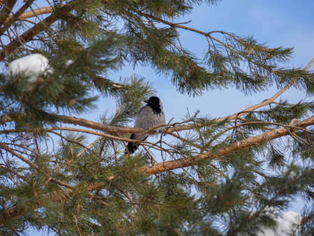 A city crow sits on a tree (a branch of a pine tree). A bird freezes in a winter forest in the middle of snow. The animal is basking in the spring sun.の写真素材