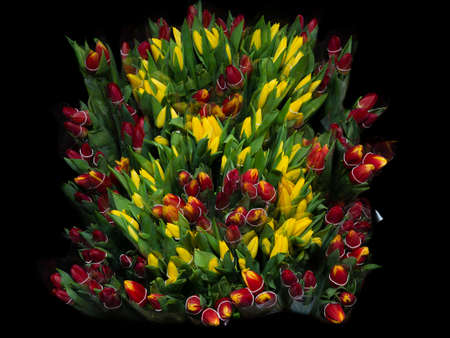 The number "8" of yellow tulips among red flowers on a black background. The concept of decorating a postcard for the eighth of March, International Women's Day.の写真素材