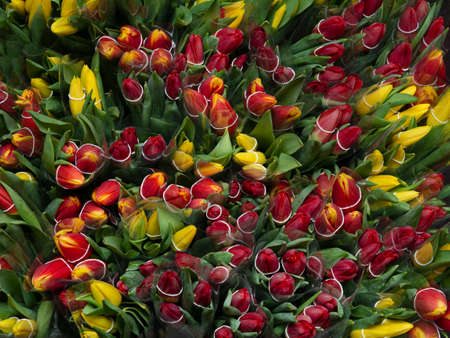 Texture or background of many colorful red and yellow tulips in a flower shop with closed buds top view. A natural, blooming pattern.の写真素材
