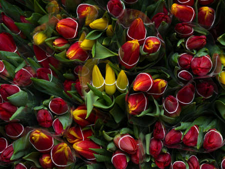Texture or background of many colorful red and yellow tulips in a flower shop with closed buds top view. A natural, blooming pattern.の写真素材
