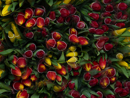 Texture or background of many colorful red and yellow tulips in a flower shop with closed buds top view. A natural, blooming pattern.の写真素材