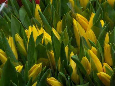 Small bouquets of yellow tulips with closed buds for sale. Flowers in a flower shop in a gift wrap. The concept of pre-sale preparation for the women's holiday.の写真素材