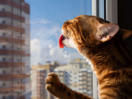 Purebred Bengal cat licks its reflection with tongue in the window glass, with eyes closed on sunny day against backdrop of buildings. Concept of advertising with animals, copy space, narcissism.の写真素材