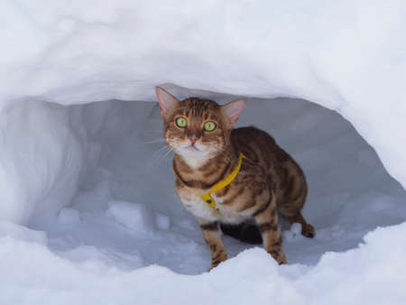 The Bengal cat guards the winter den (pit) while traveling through the snow forest, walking an exotic purebred pet on the street in the park. Concept of privacy, survival, protection from weather.の写真素材