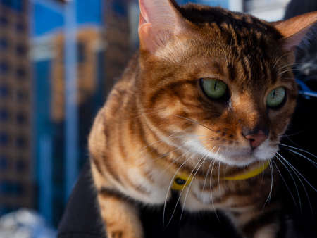 A Bengal cat with a disgruntled face is traveling on the shoulder of an unknown man. Walk with a feline on a winter snow street. Concept on the way to the veterinarian for castration, sterilization.の写真素材