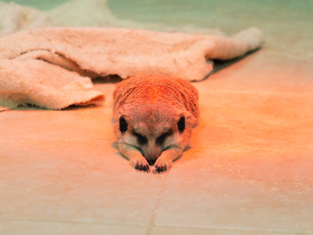 A meerkat sleeps on the floor of a cage in a zoo under an infrared warm red lamp. The wild animal of the mongoose family stretches with pleasure.の写真素材