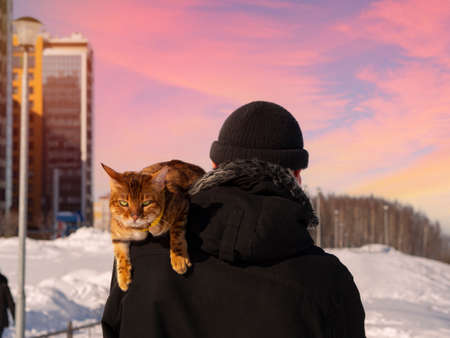 A Bengal cat with a disgruntled face is traveling on the shoulder of an unknown man. Walk with a feline on a winter snow street. Concept on the way to the veterinarian for castration, sterilization.の写真素材