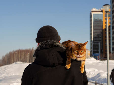 A Bengal cat with a disgruntled face is traveling on the shoulder of an unknown man. Walk with a feline on a winter snow street. Concept on the way to the veterinarian for castration, sterilization.の写真素材