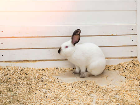 A huge, large, fleshy white rabbit behind the fence in the zoo pen. The face of a decorative bunny with black ears and nose. The concept is a symbol of the Catholic happy Easter holiday.の写真素材
