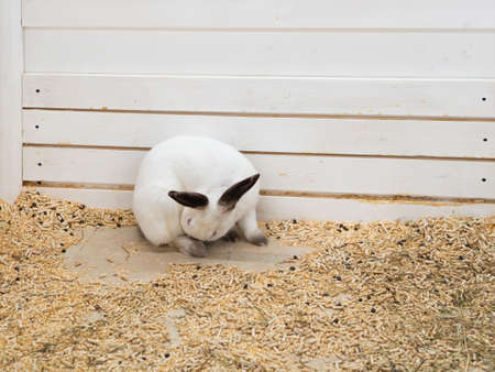 A huge, large, fleshy white rabbit behind the fence in the zoo pen. The face of a decorative bunny with black ears and nose. The concept is a symbol of the Catholic happy Easter holiday.の写真素材
